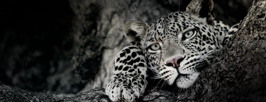 leopard and the perfect safari tour