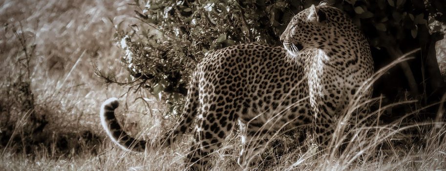 leopard safari tours and holidays
